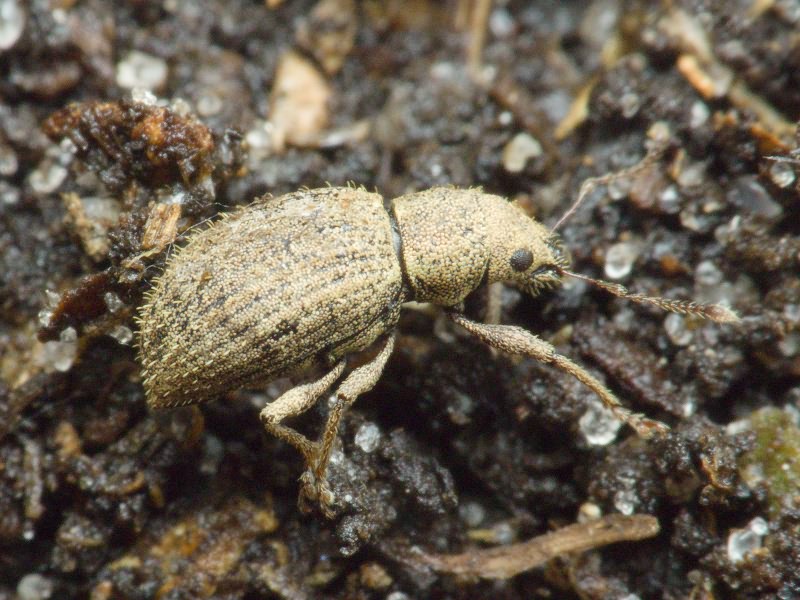 Sciaphilus asperatus (Bonsdorff, 1785)